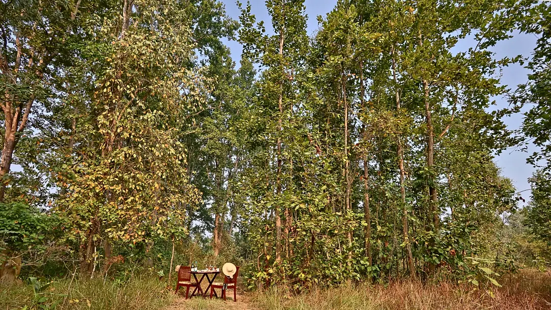 A small table set among tall Sal trees