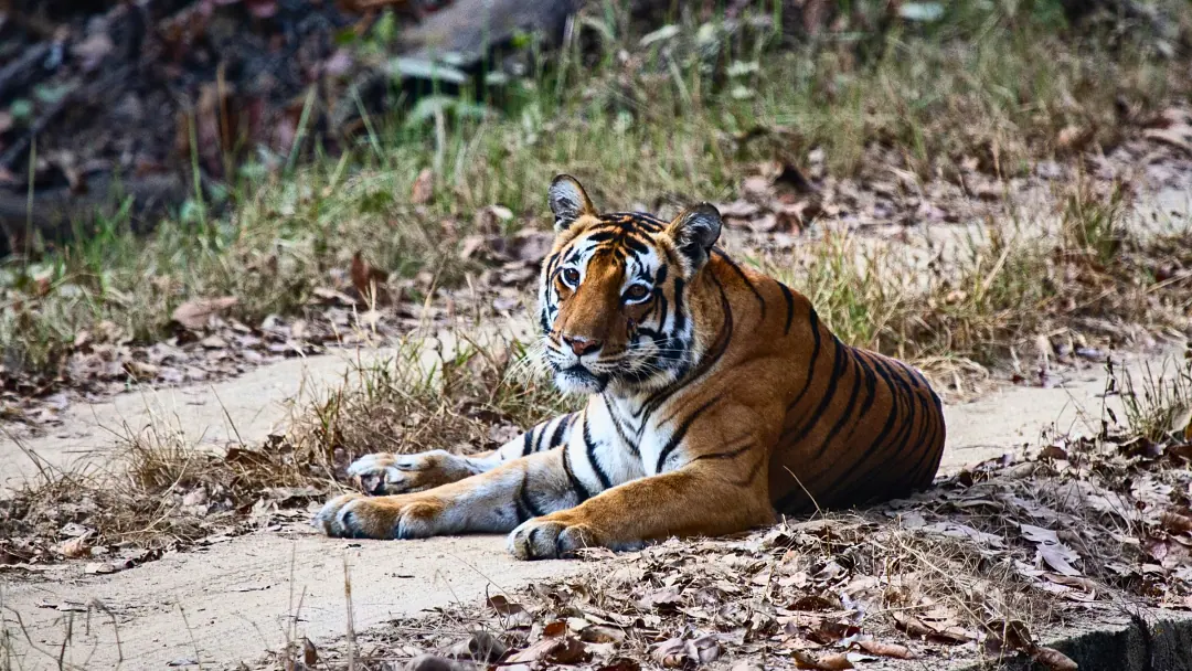 The tigress Choti Mada (T31) resting on a forest track
