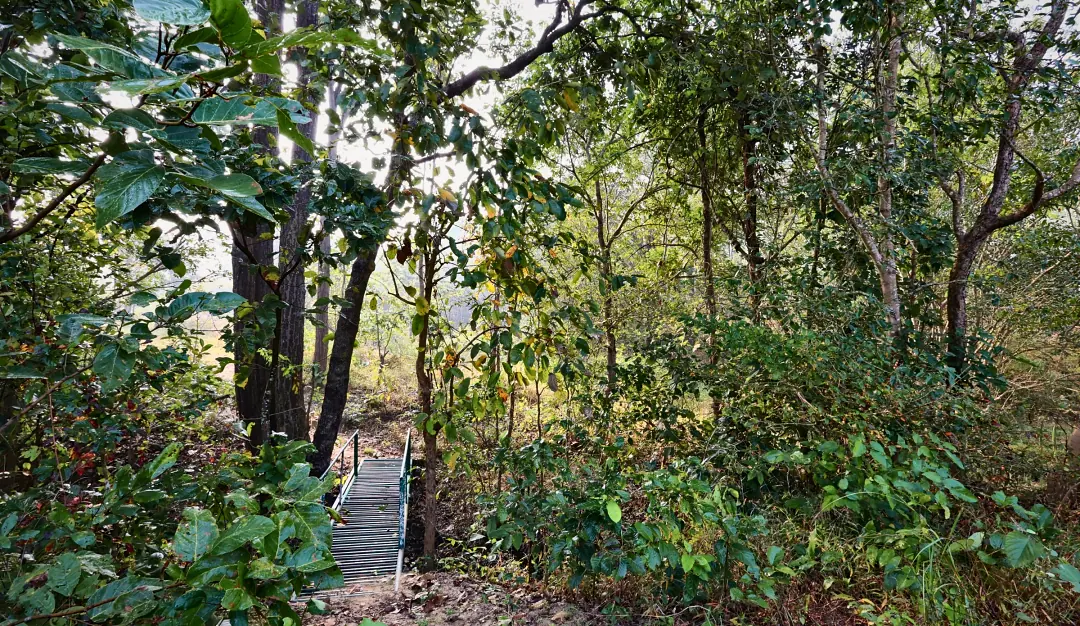 Steps leading down through dense forest