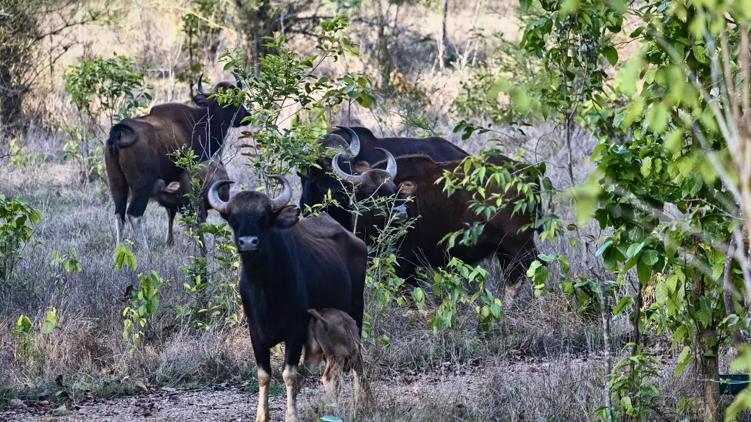 Gaur bulls and cows among the trees