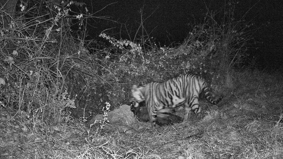 A tiger on a trail camera at night in front of the Bungalow