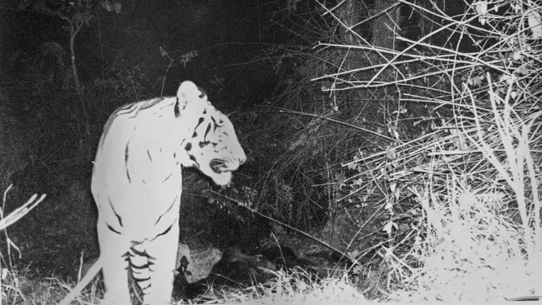 A tiger looking back past the trail camera at night
