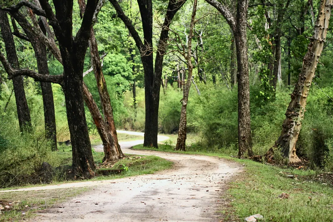 A forest road curving between tall trees